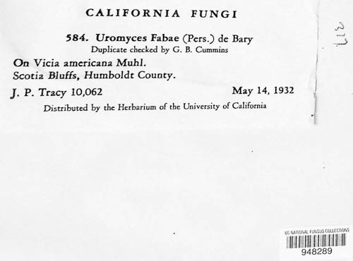 Uromyces viciae-fabae image